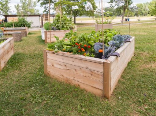 Raised,Garden,Beds,In,Community,Garden