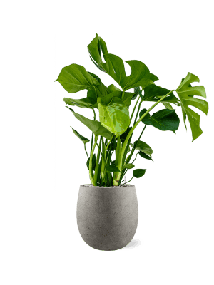 plantes interieures-01