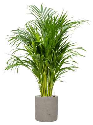plantes interieures-02