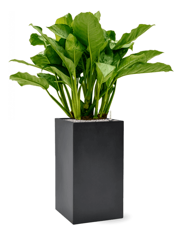 plantes interieures-06