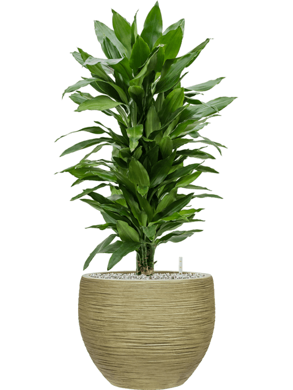 plantes interieures-08